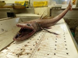 This deep-sea lizard fish (<em>Bathysaurus ferox</em>) was found at a depth of TK (200 meters) on the continental slope off the west coast of Scotland.