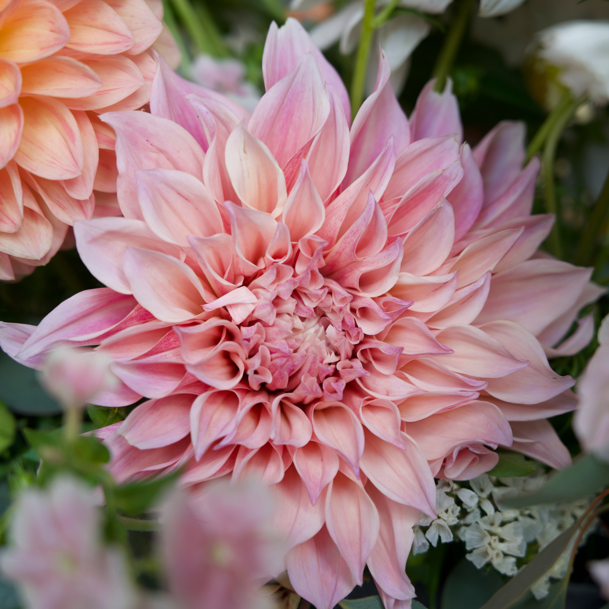 image of Cafe au Lait dahlia