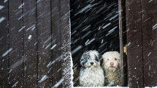 Portrait dogs watching snow from barn window - stock photo