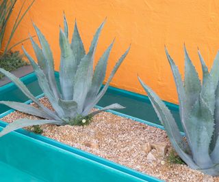 agave growing in a container