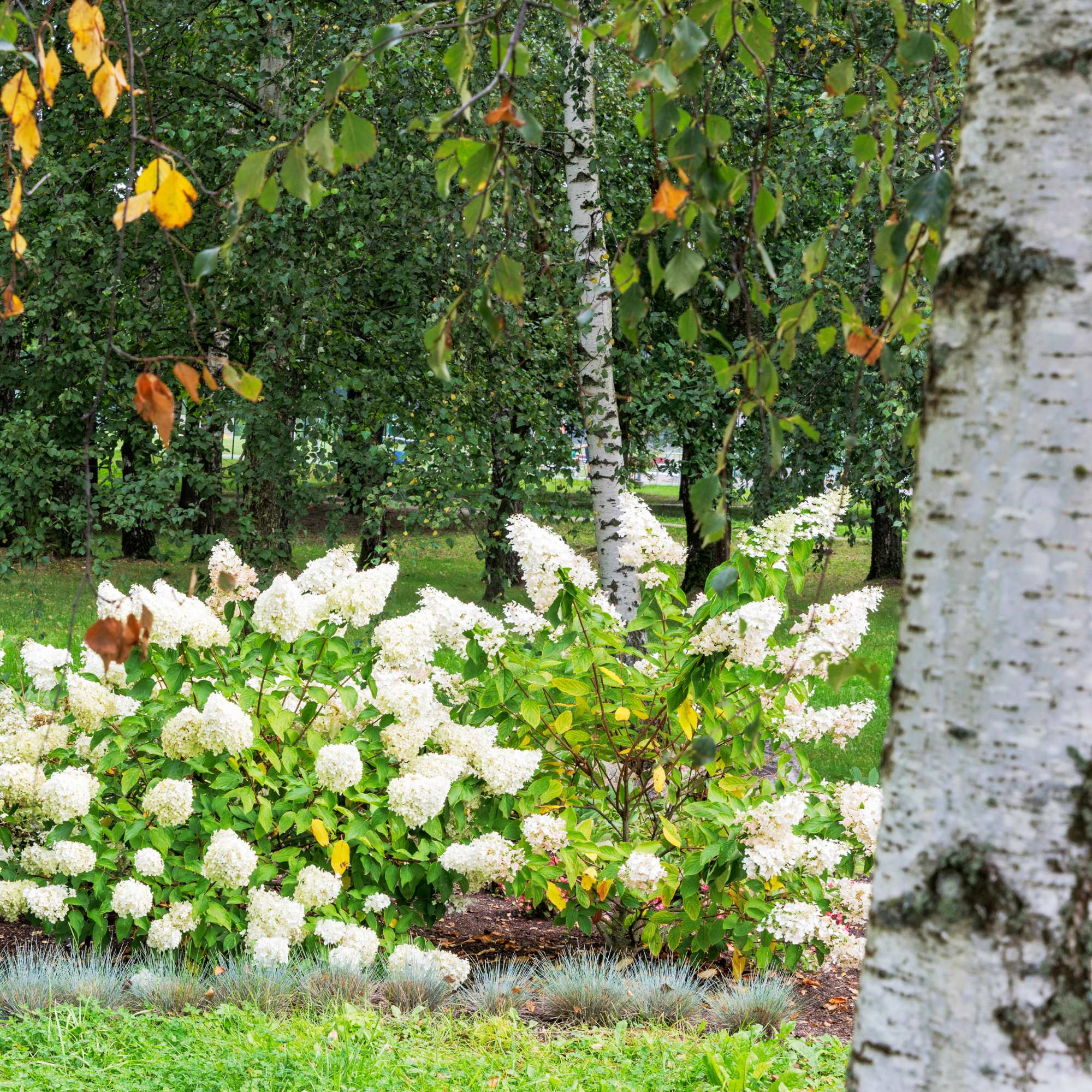 Hydrangea and birch tree.