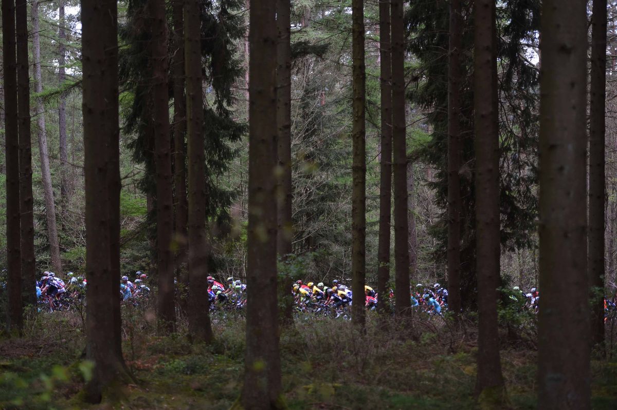 Some colour in the forest