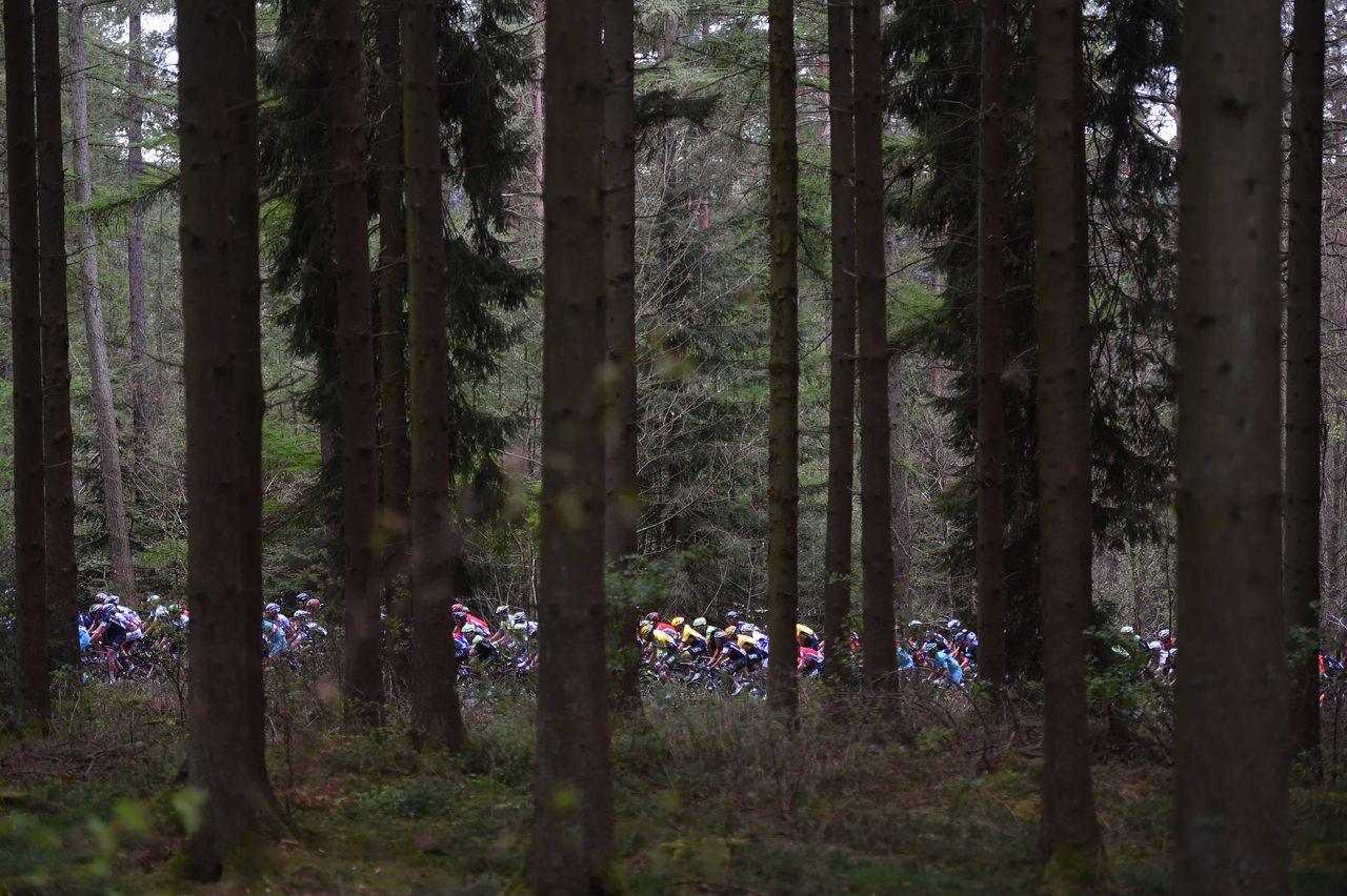 Some colour in the forest
