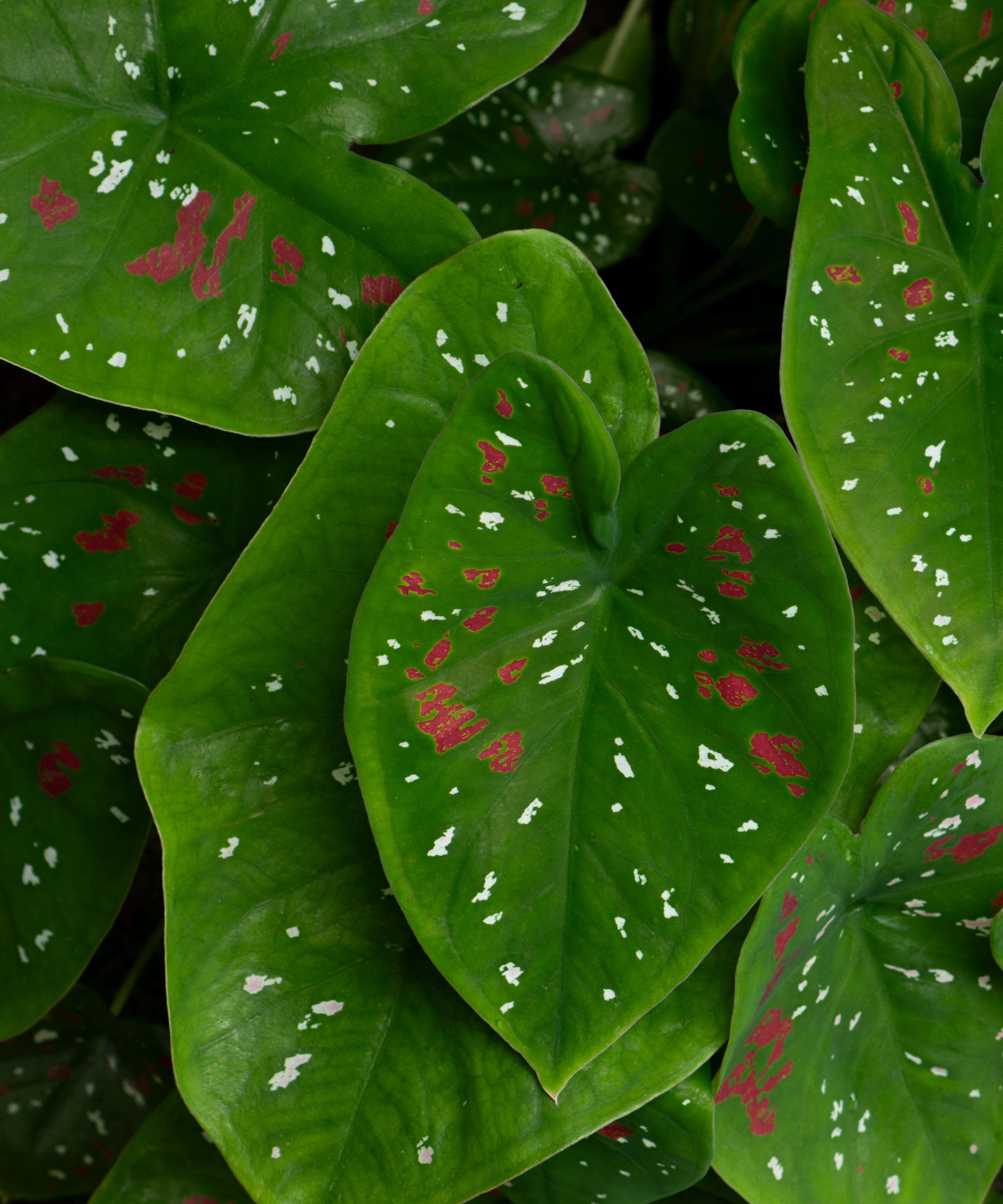 Caladium leaves with pink and white spots