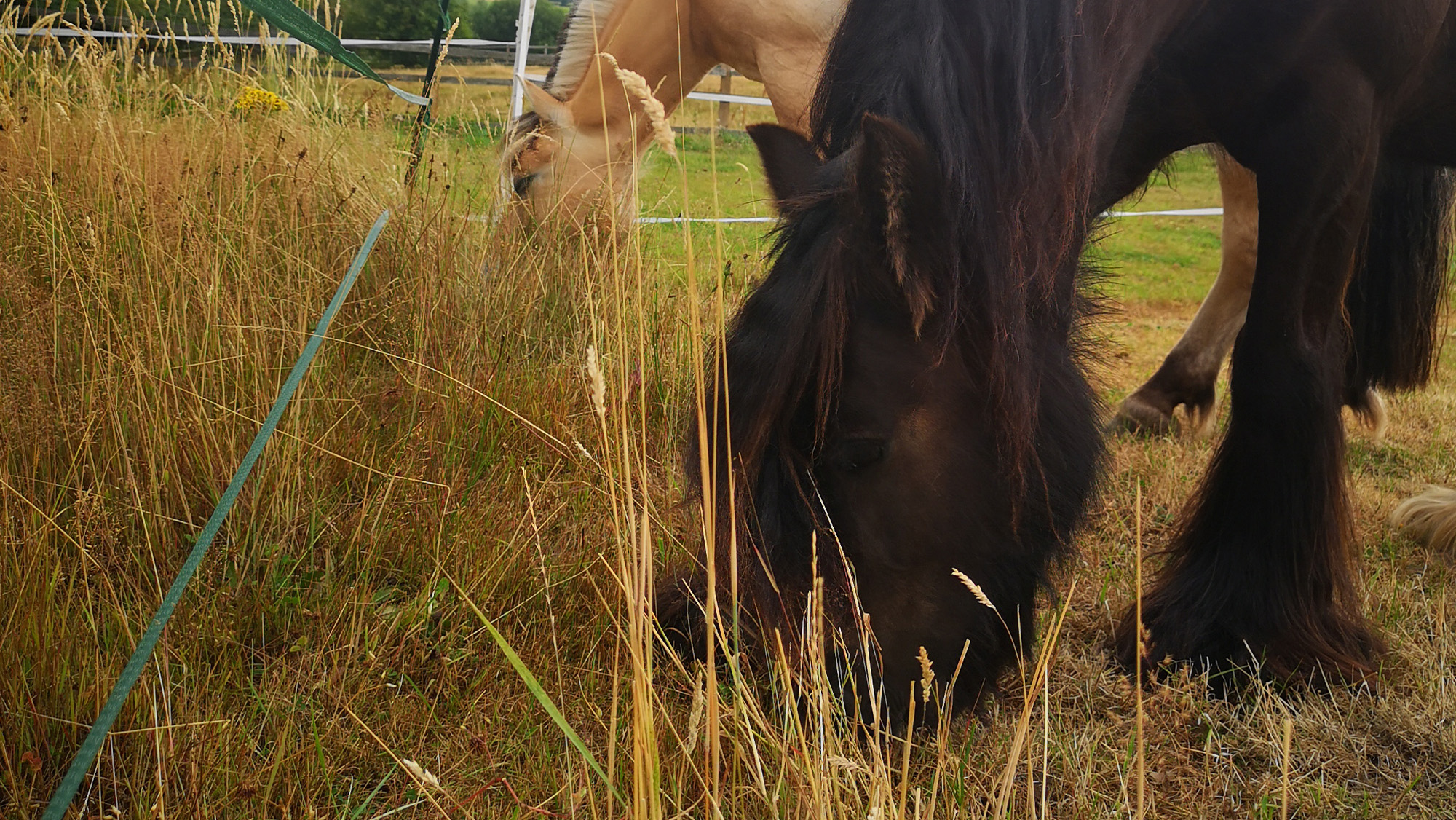 Two horses eating grass by electric fence