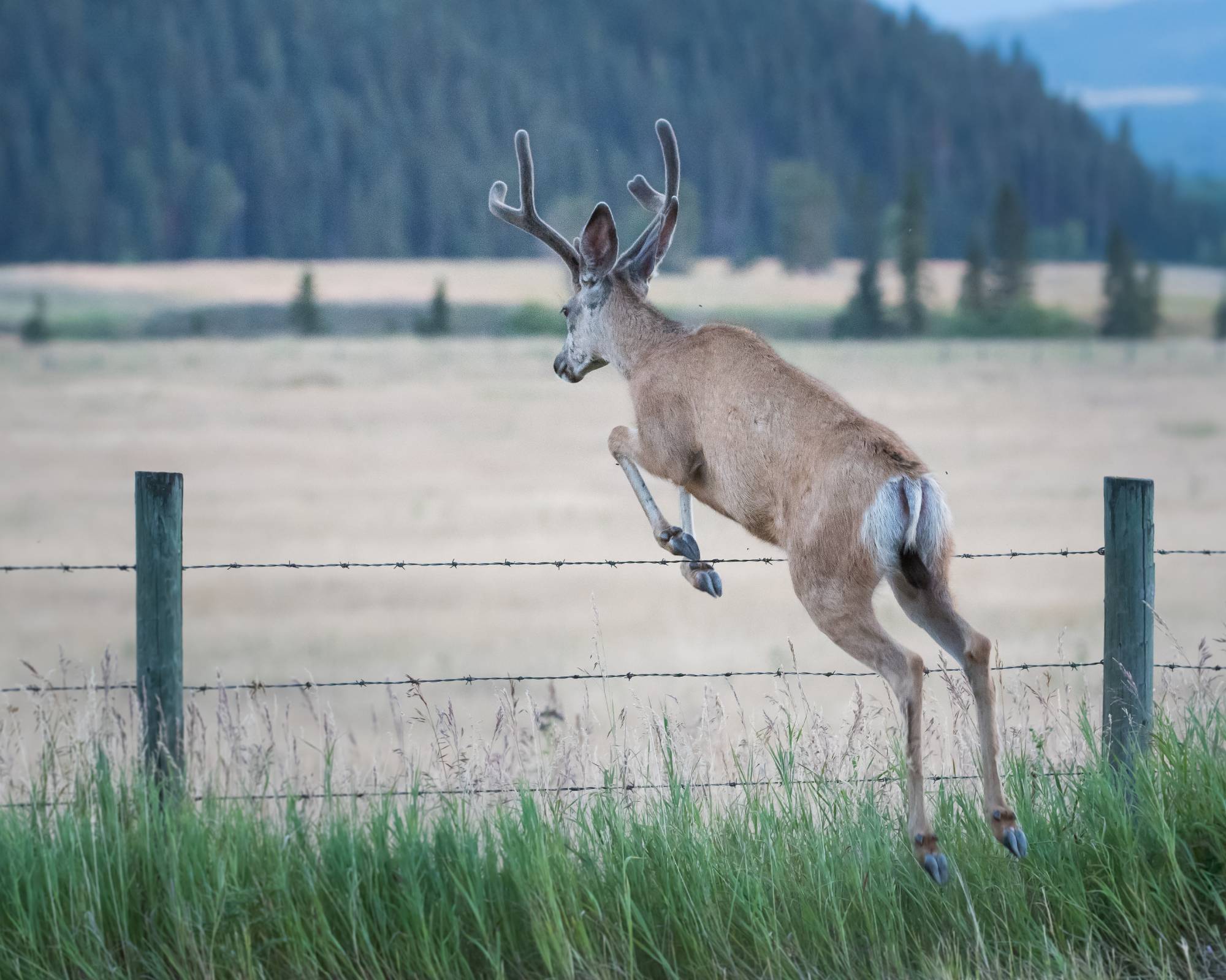 Buck deer jumping low barbed wire fence