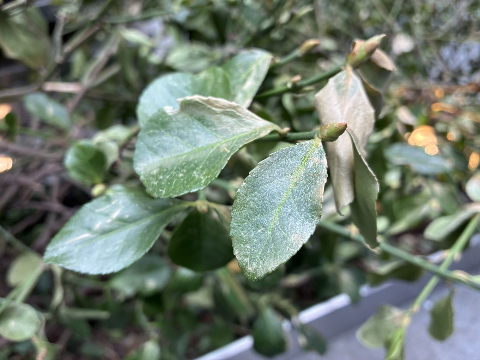 Apple iPhone 17e camera sample.