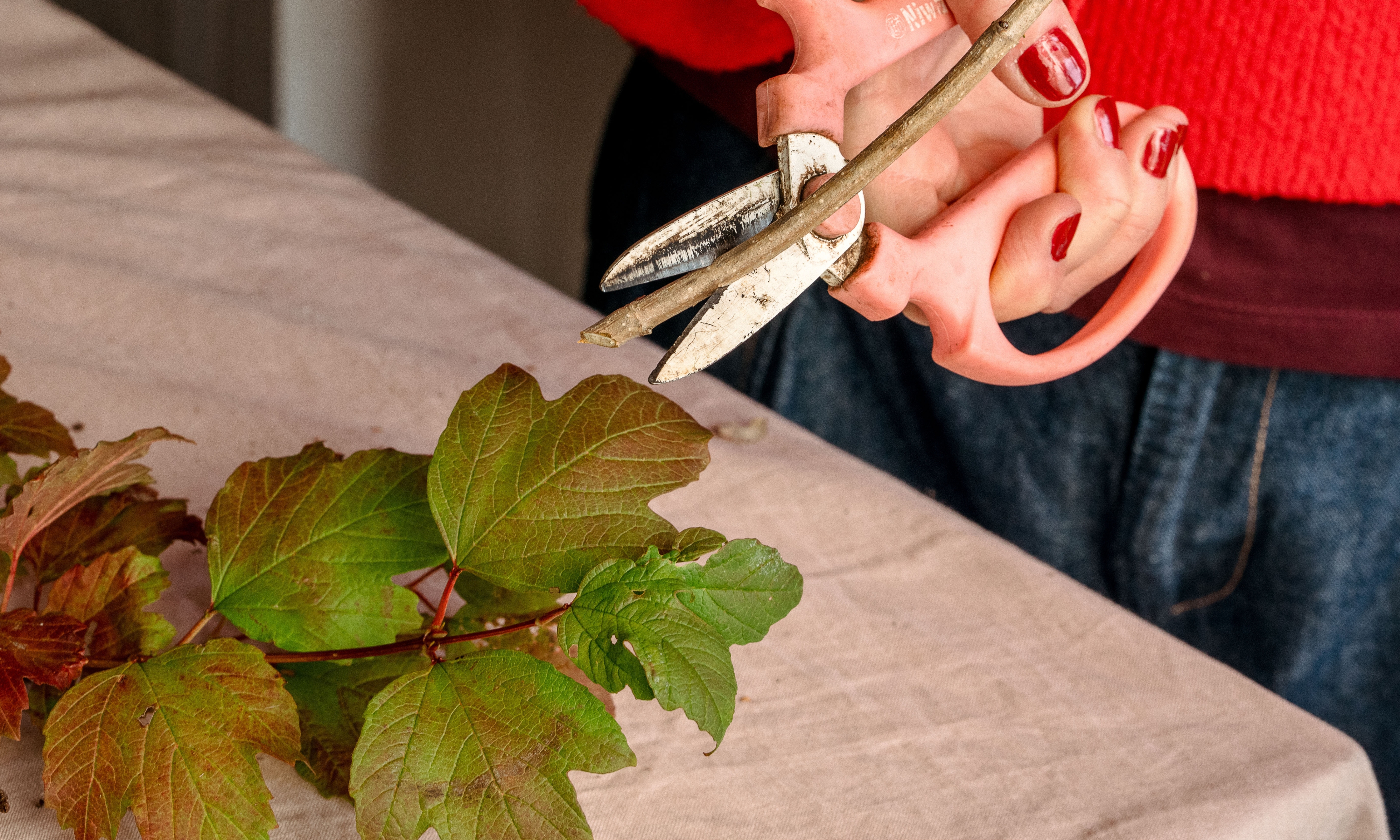 hand holding pink scissors cutting a viburnum branch against pink tablecloth