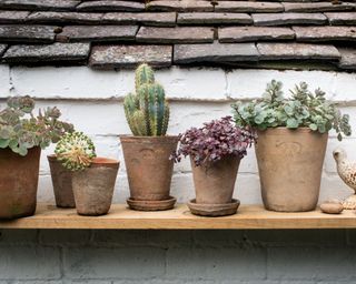 row of aged looking terracotta plant pots in a garden