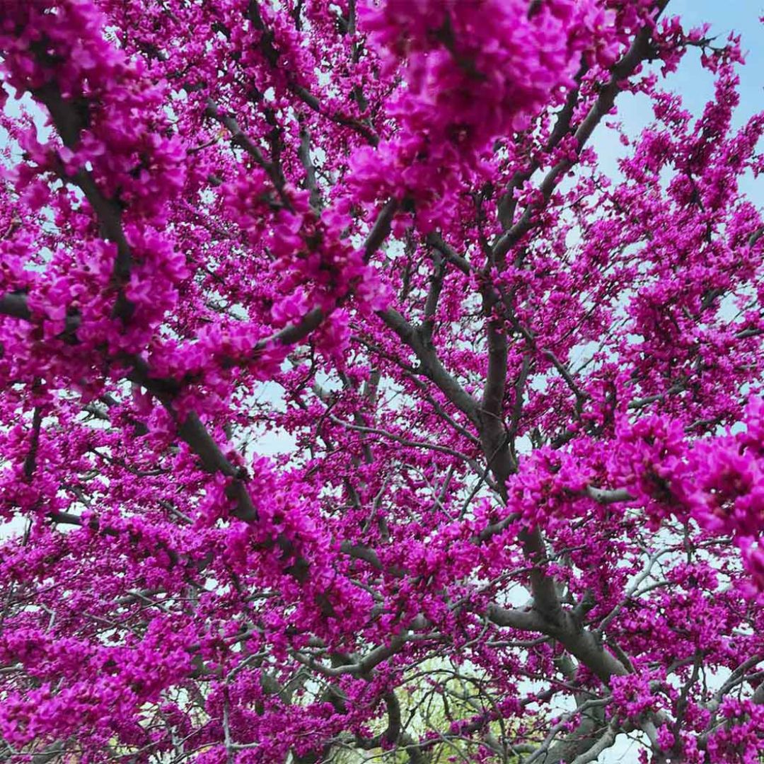 Oklahoma Redbud