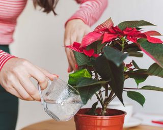 woman watering a poinsettia plant