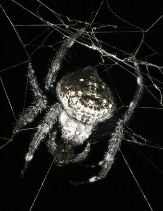 Rounding out the top 10 picks is an orb-weaving spider from Madagascar that was named for Charles Darwin – Caerostris darwini. The webs of Darwin's Bark Spider have been found spanning rivers, streams and lakes, and in one instance, a web stretched 82 fee