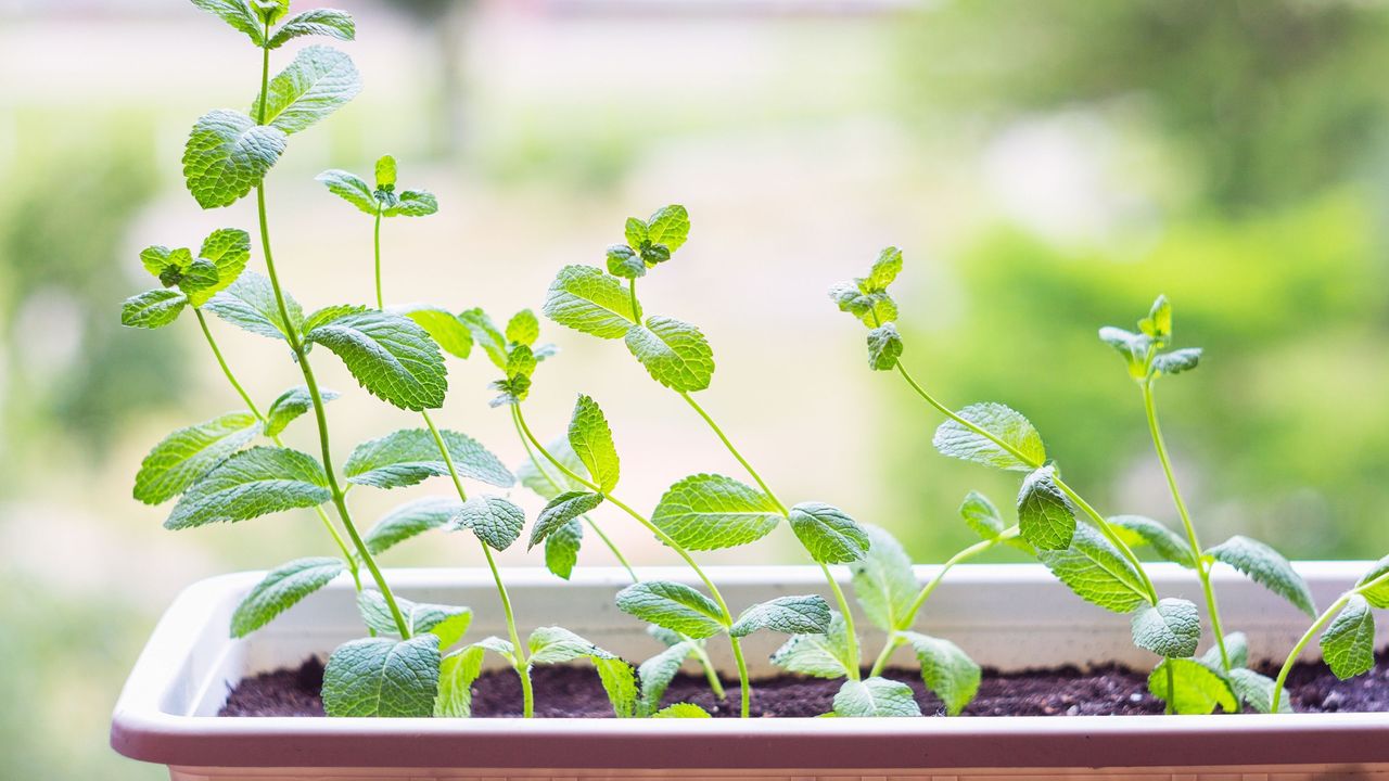 Mint growing in a garden trough