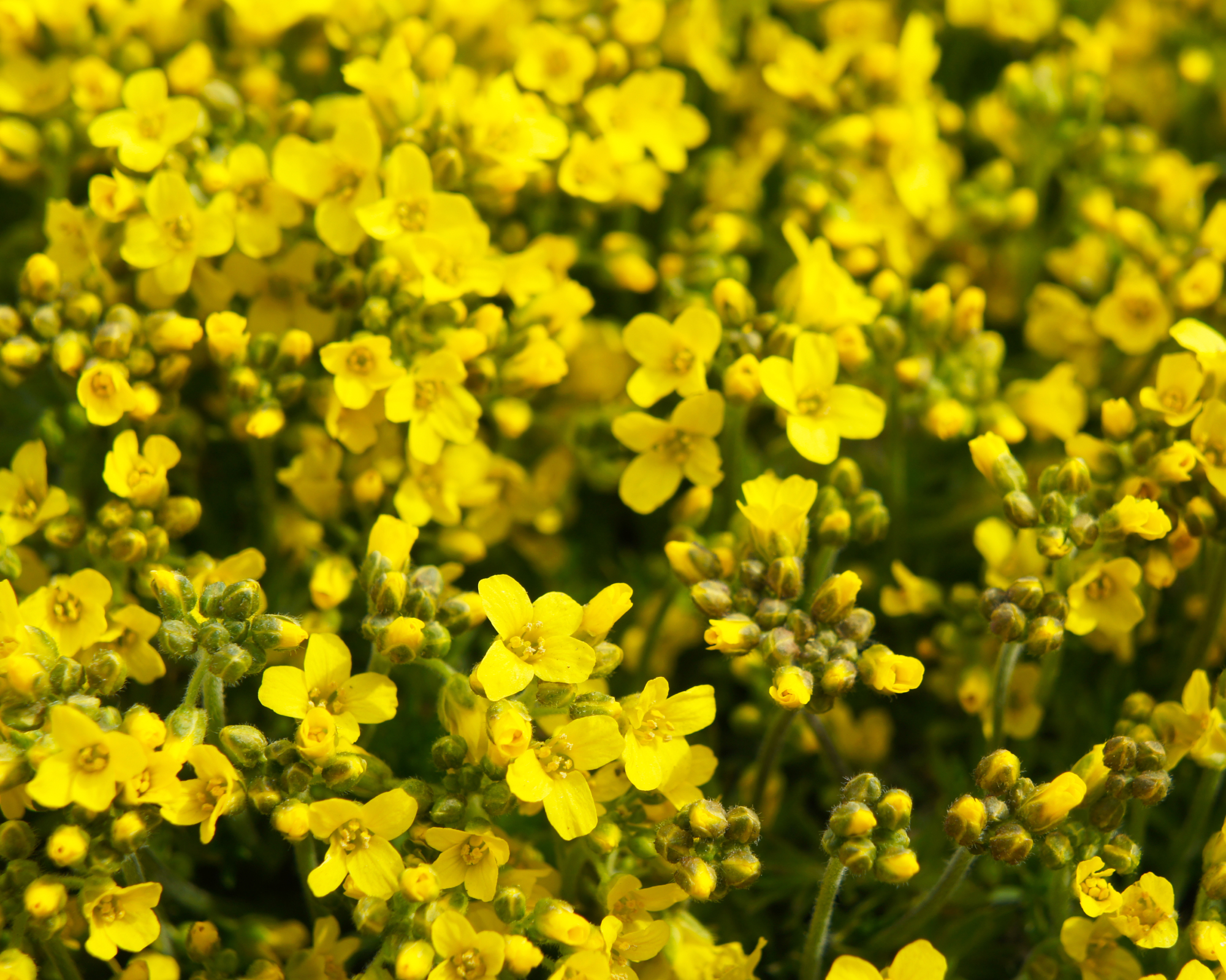 yellow Aurina saxatilis gold growing in garden