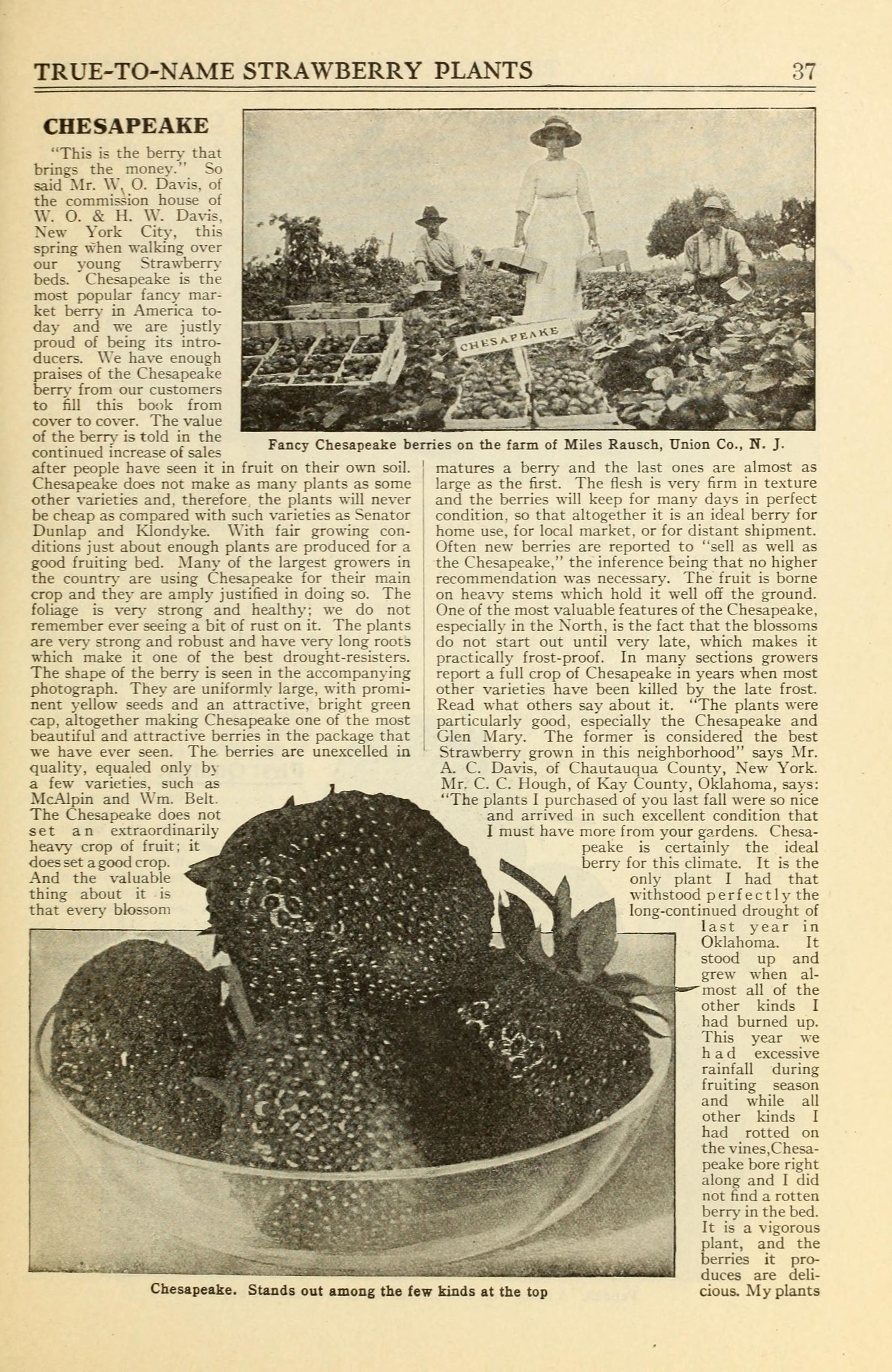 Allen's book of berries, 1917, discusses the characteristics of the Chesapeake strawberry.
