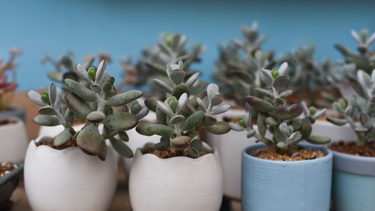 Small jade plants in white ceramic pots