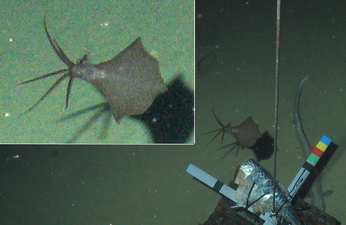 A bigfin squid that study co-author Alan Jamieson observed more than 16,000 feet underwater in 2014. Jamieson and his colleagues found the same species swimming thousands of feet deeper in 2021. 