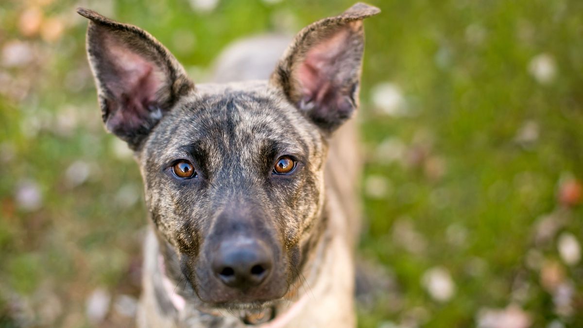 32 things to know about Dutch shepherd dogs | PetsRadar