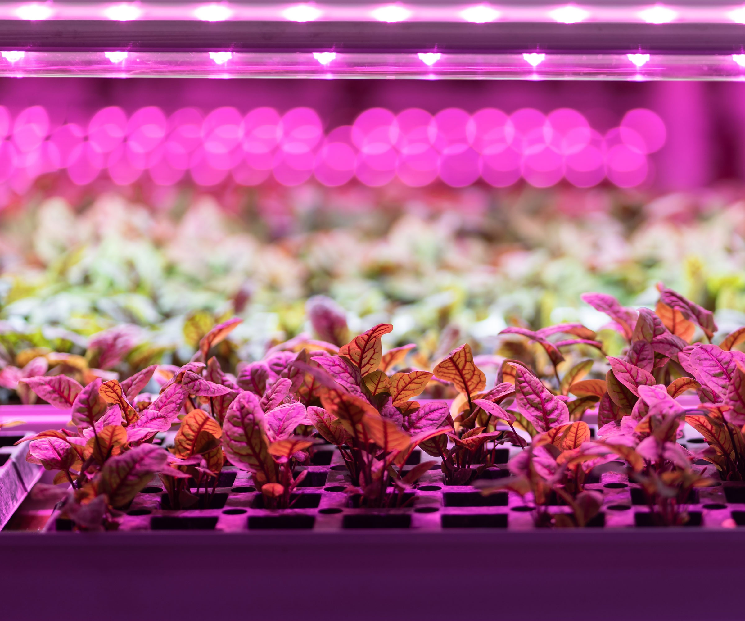 trays of seedlings under pink grow lights