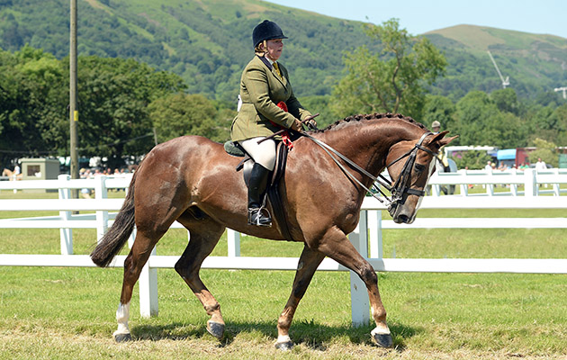 Three Counties Show 2017