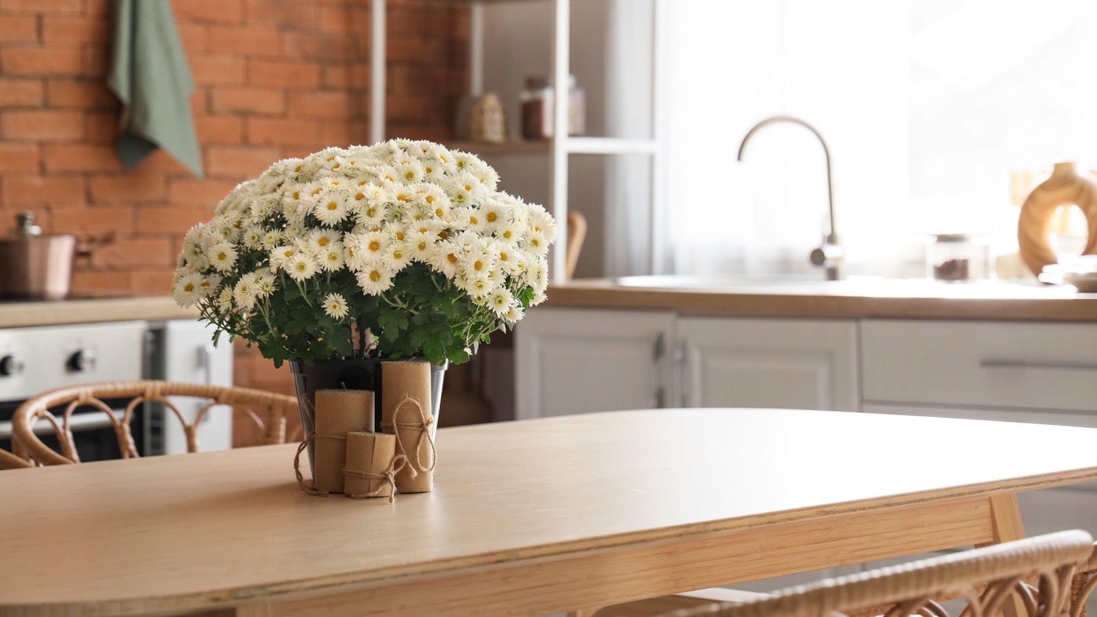 Chrysanthemums grown indoors