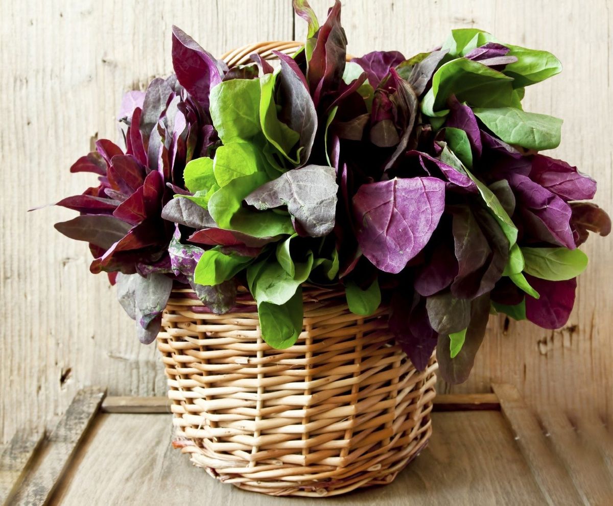 growing-leafy-greens-in-containers-learn-about-orach-container-care