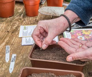 Sowing dahlia seeds in seed trays