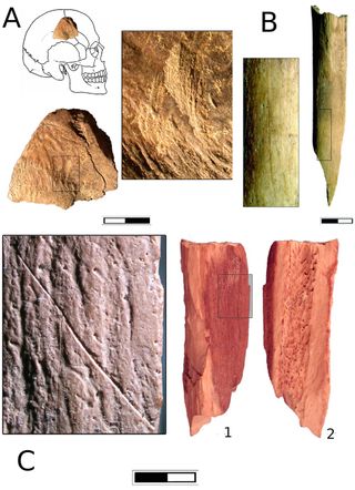 The different bones that the researchers studied, including a skull fragment with stone marks (a), a humerus bone with a stone cut mark (b), and a burned fragment of a femur (c).