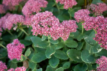 Pink Flowered Plant