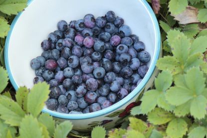 Bowl Full Of Blueberries Surrounded By Green Leaves