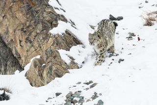 Snow leopard, super cats nature pbs
