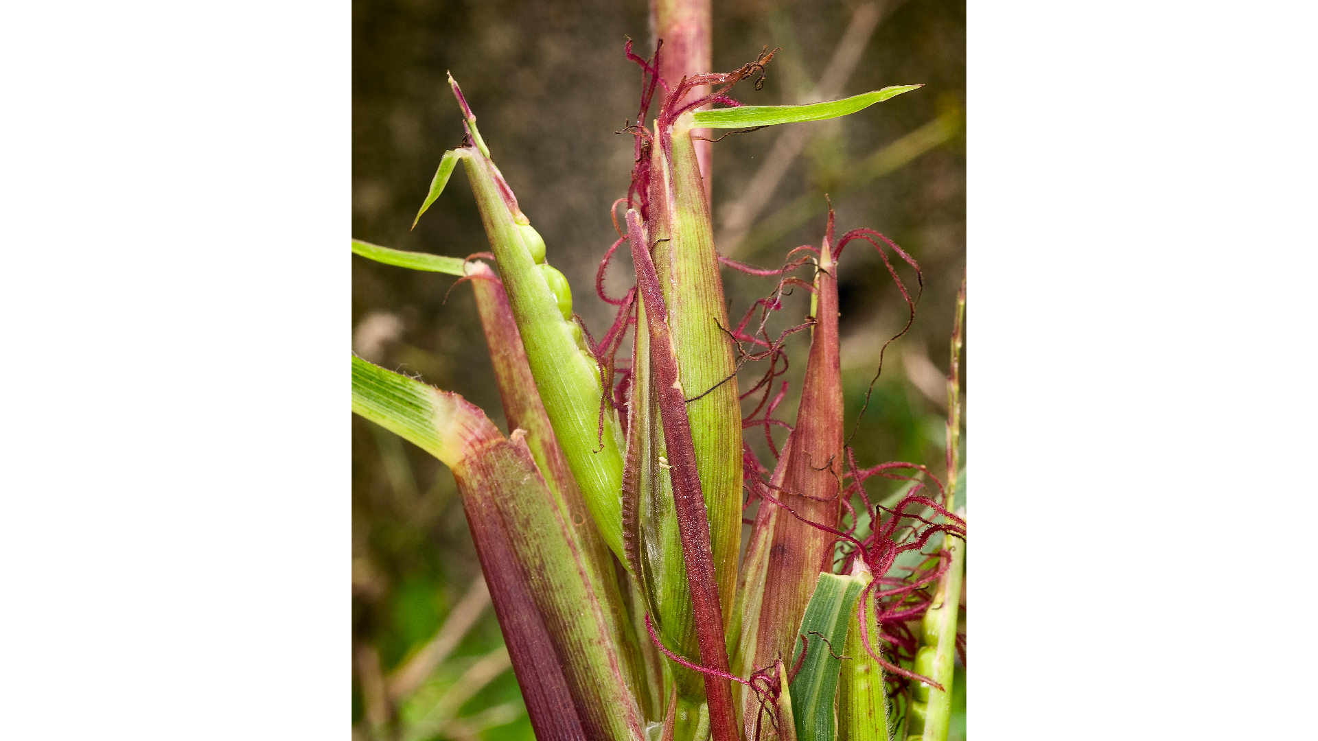 A photo of teosinte grass