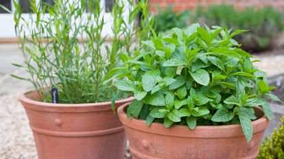 herbs growing in terracotta pots outdoors