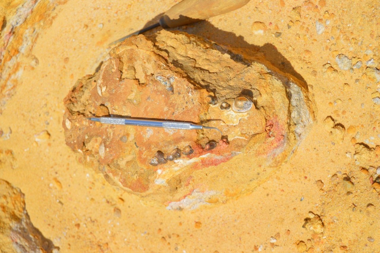 an animal's skull in the dirt