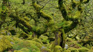 Oak trees in Wistman's Wood, Dartmoor National Park