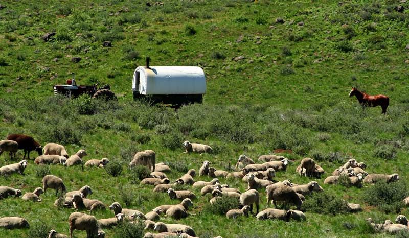 Sheepherder wagon and sheep in high desert of Idaho 