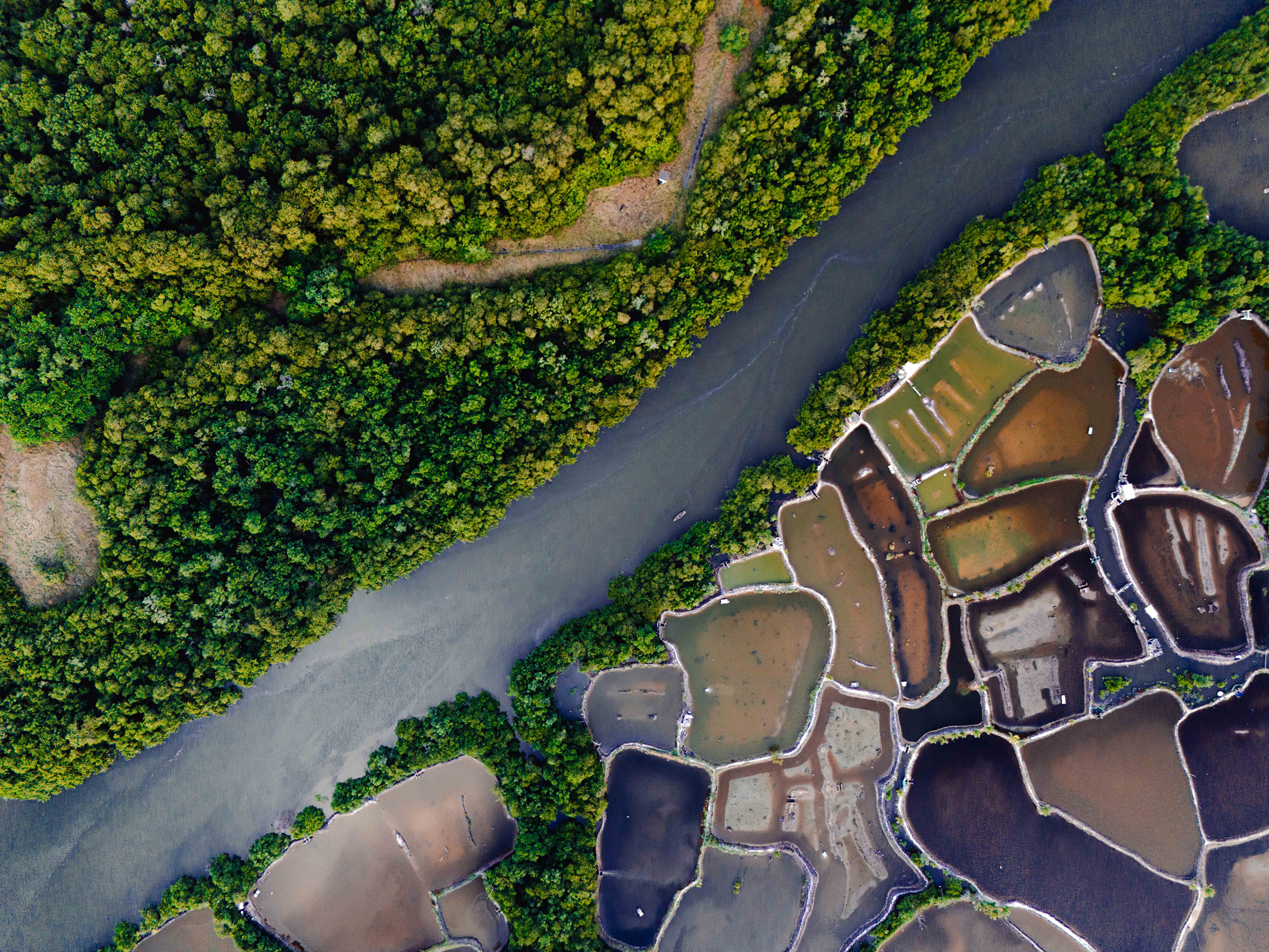 Aerial view of a river bordered by dense green forest on one side and segmented aquatic farms or salt pans on the other