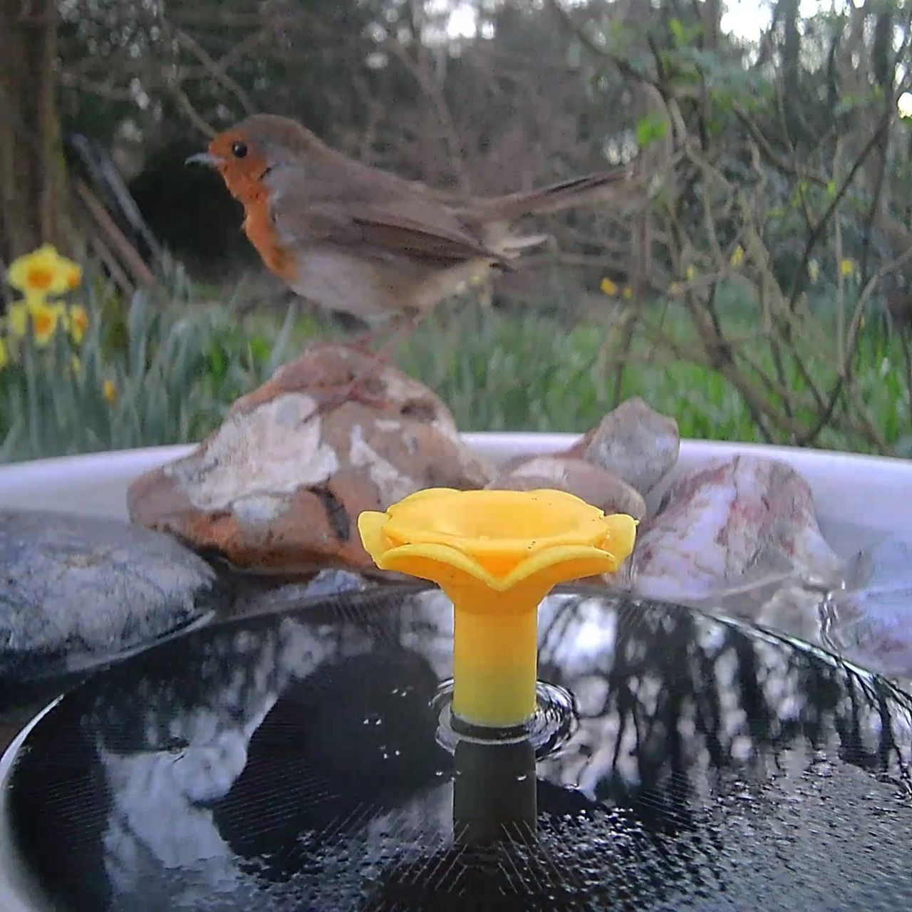 View from the Birdfy Bird Bath Pro's camera, set in a wild garden among trees, with a European Robin visiting the device