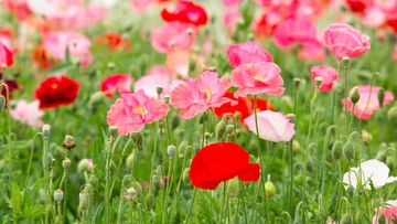 What flower seeds to sow in April: 8 beautiful options | Woman & Home