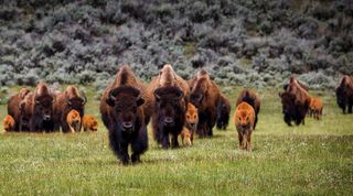 Herds of bison are what everyone wants to see at Yellowstone. Image: Creative Commons CC0