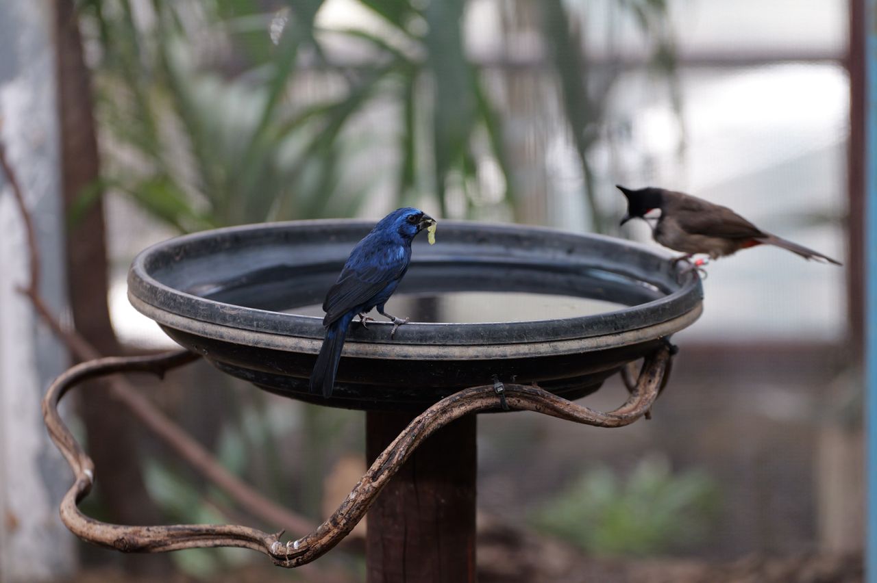 Birds perched on the edge of a birdbath