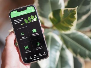 a plant identifier app on a phone screen
