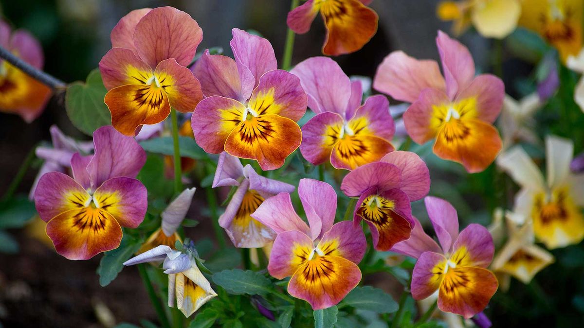 How to propagate pansies and violas 3 easy ways Homes & Gardens