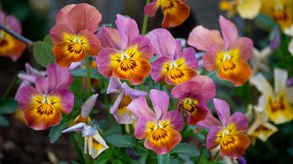 pink and yellow pansy flowers