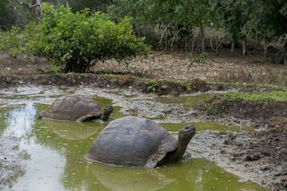 Giant tortoises in the water on Santa Cruz Island in the Galapagos Islands