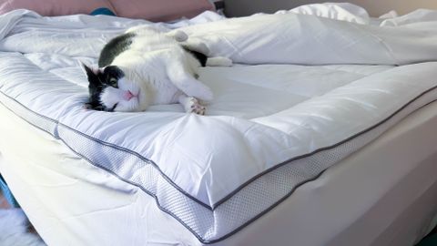 Viscosoft Serene Hybrid mattress topper with tester's cat stretching on it