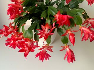 Blooming Christmas cactus with red pink flowers