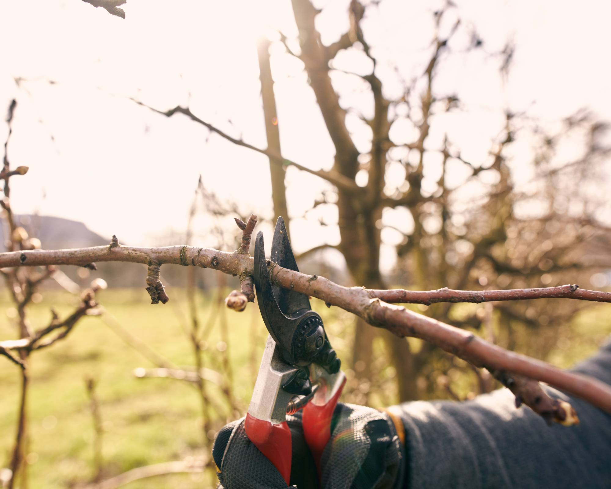 Pruning fruit tree in orchard in winter
