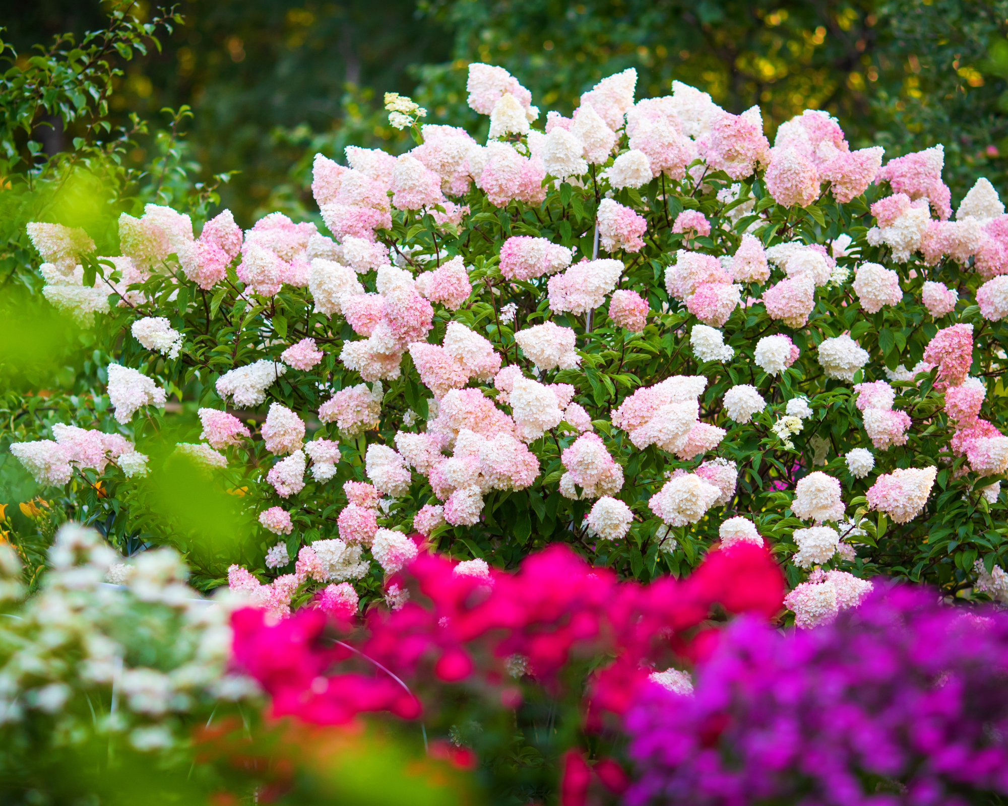 Large panicle hydrangea shrub in a garden
