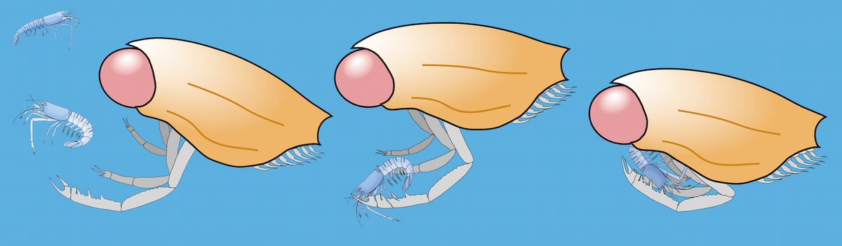 Arthropod eyes